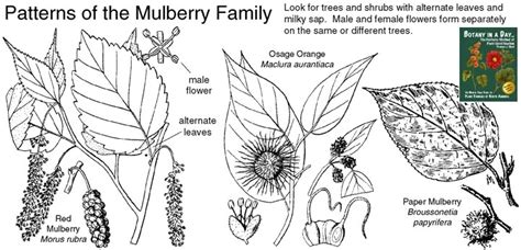 moraceae family characteristics.